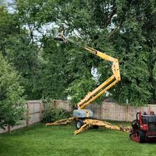 How Our Tree Care Process Works  in  Bethel, OH