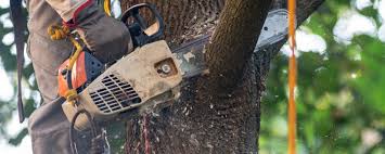 Professional Tree Services in Bethel, OH