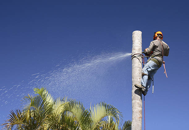 Best Tree Maintenance Programs  in Bethel, OH