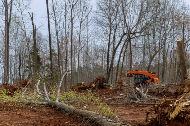 Best Tree Removal Service  in Bethel, OH